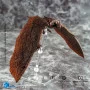 Годзилла 2 Король монстров игрушка фигурка Родан игрушка фигурка Godzilla King of the Monsters Rodan